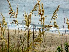 beachgrass