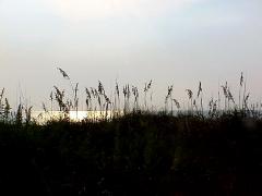 dunegrassmorning