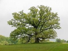eldertree2