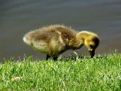 gosling2