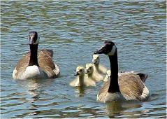 goslings