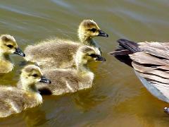 goslings4