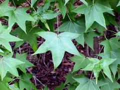 leaf