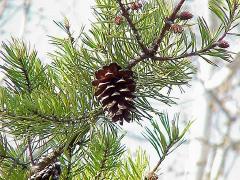 pinecone