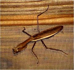 prayingmantis