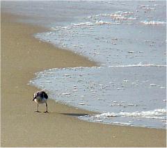 sandpiper2