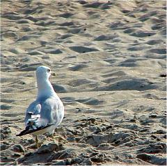 seagullwalk