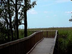swampwalk