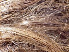 uncombed