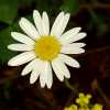daisy2