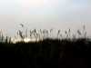dunegrassmorning