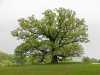 eldertree2