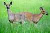 fielddeer3