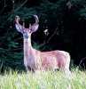 fielddeer6