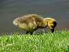gosling2