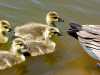 goslings4