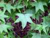 leaf