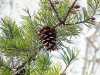 pinecone