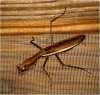 prayingmantis