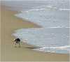 sandpiper2
