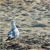 seagullwalk