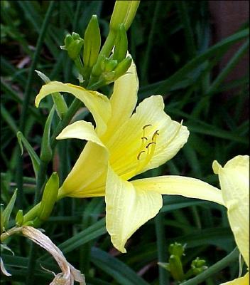 daffodil