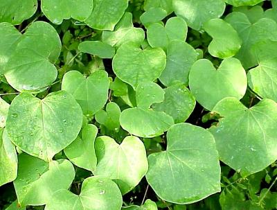 foliage1
