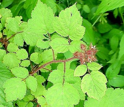 foliage2
