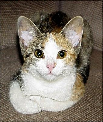 foundkitten