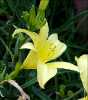 daffodil
