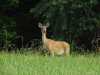 fielddeer7