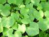 foliage1