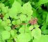 foliage2