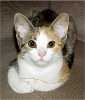 foundkitten