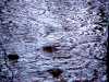 rainripples