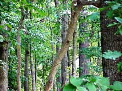 backyardwood