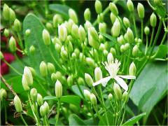 buds_jwrider_040825