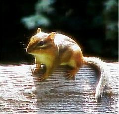chipmunk