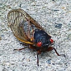 cicadia