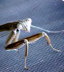 prayingmantis