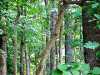 backyardwood