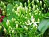 buds_jwrider_040825