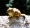 chipmunk