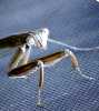 prayingmantis